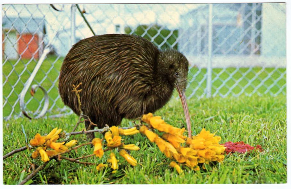 Fig. 15: Kiwi eating mince, details unavailable